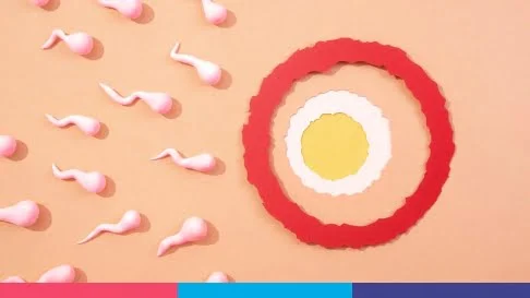 Consulta Inseminación "Tipo A"